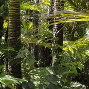 Waorani - Auca