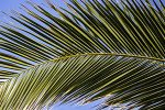 Palm Tree